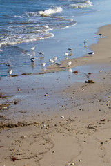 Sandpipers