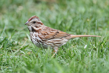 Song Sparrow (Melospiza melodia)