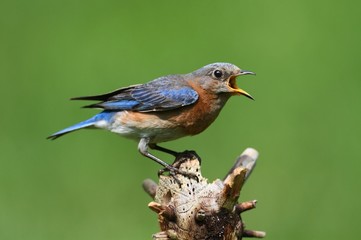 Eastern Bluebird