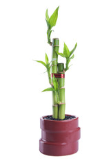 Chinese lucky Bamboo