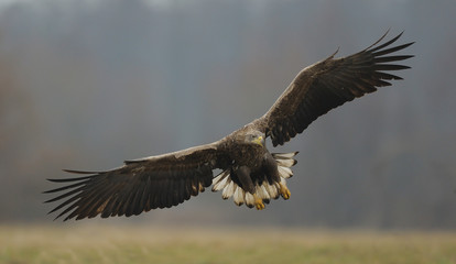 aigles