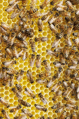 Bees on honeycombs.