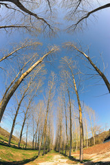 trees with fisheye  in gölyazı, golyazi, bursa , turkey