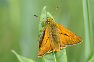 Skipper Butterfly