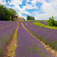 Naklejka na ściany i meble Provence 7