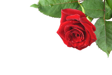 Red rose background