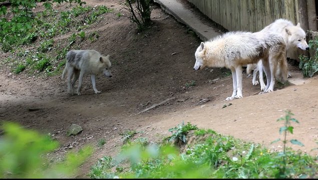 meute de loups du canada