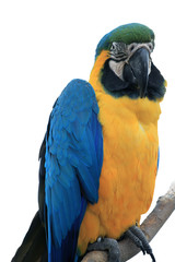 Parrot