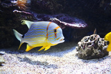 Threadfin snapper fish in a aquarium (Symphorichthys spilurus)
