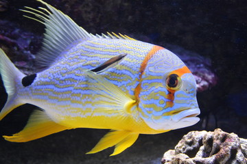 Threadfin snapper fish in a aquarium (Symphorichthys spilurus)