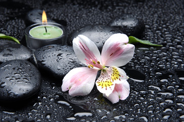 Spa still life beautiful orchid with massage oil and stones