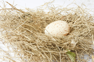Egg of white-breasted waterhen