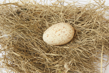 Egg of white-breasted waterhen