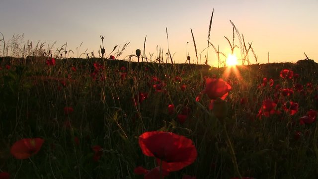 coquelicots dans le soleil du matin