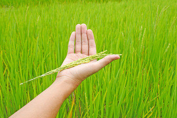 rice field background