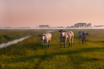 Fototapeta premium Dutch cows on sunrise in fog