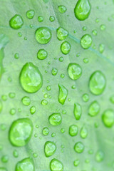 water on green leaf