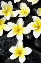 Fototapeta na wymiar Set of frangipani flower on spa stones