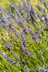 The organic lavender (Lavandula) flower macro