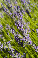 The organic lavender (Lavandula) flower macro