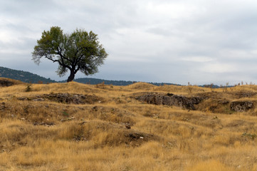 Obraz premium kuru ağaç