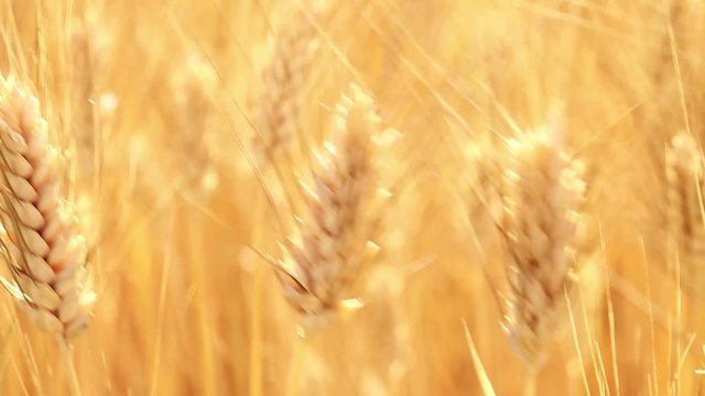 Grano movie