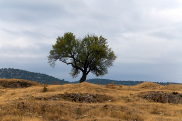 Obraz premium kuru ağaç