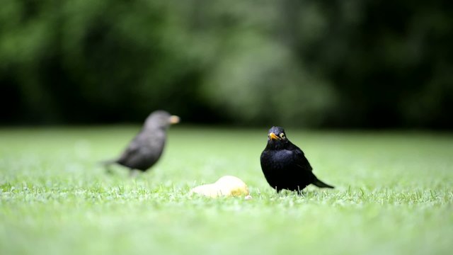 Zwei Drosseln am fressen