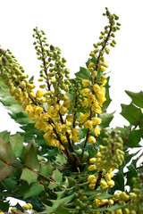 Mahonia x media Winter Sun © 7monarda