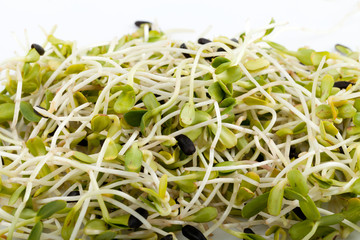 Fresh alfalfa sprouts isolated on white background