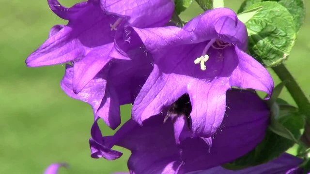 Waldglockenblume, makro