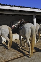 Ranch camarguais