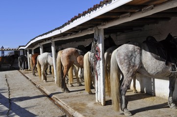 Ranch camarguais