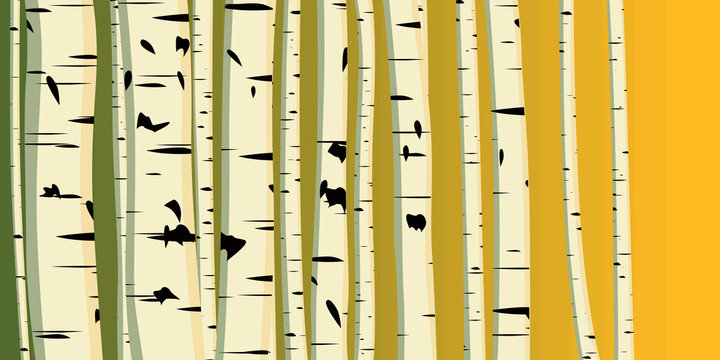 Horizontal illustration of trunks birches. © vertyr