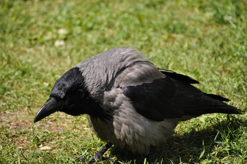 corvo, cornacchia