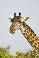 Portrait of a giraffe Giraffa, Tanzania