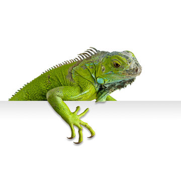 Iguana asomada
