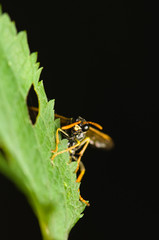 Wasp