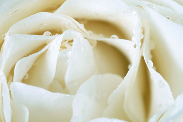 Beautiful white rose macro