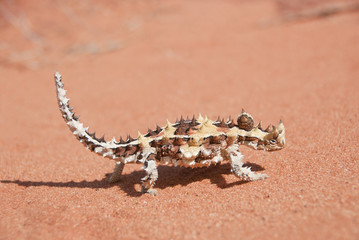 Obraz premium Thorny Devil Lizard walking on red sand in the outback