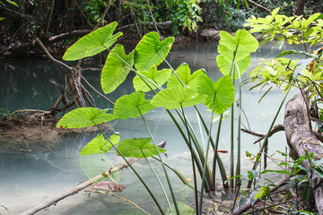 Caladium leave  in rain forest
