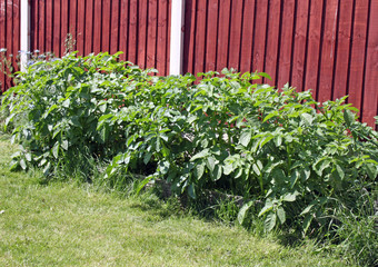 Fototapete bei efototapeten.de bestellen   