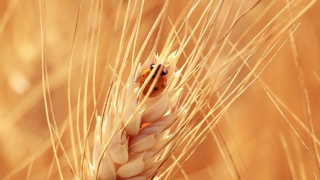 GRANO COCCINELLA