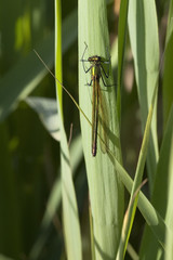 female agrion splendens