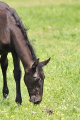 Fototapeta premium Lipizzaner foal