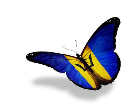 Barbados flag butterfly flying, isolated on white background