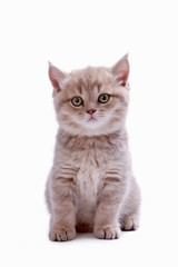 Young cat of the British breed