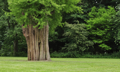 huge tree