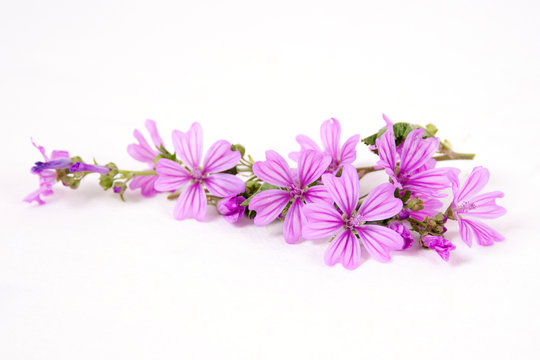 Malva