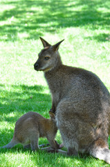Kangaroo and baby